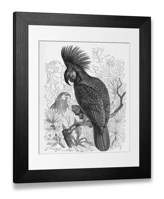 Framed Print : Bird, Palm Cockatoo (Probosciger aterrimus) or Aracacadoo Framed Print : Bird, Palm Cockatoo (Probosciger aterrimus) or Aracacadoo