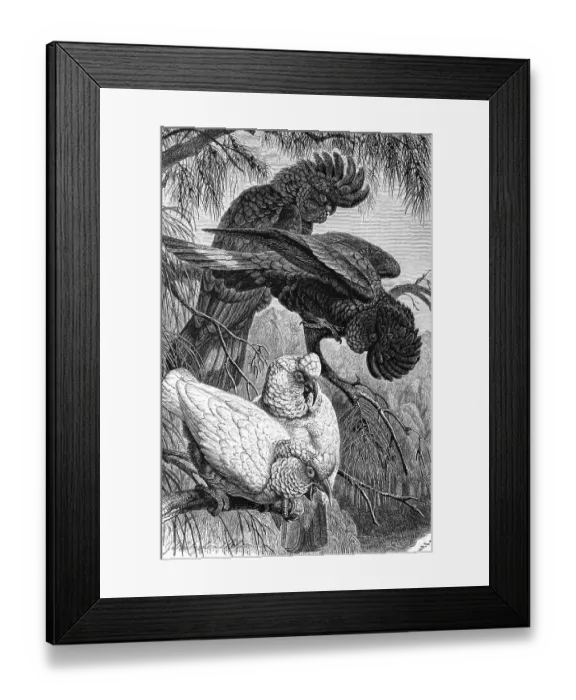 Framed Print : Bird, Nose Cockatoo (Calyptorhynchus banksii) (Cacatua tenuirostris)