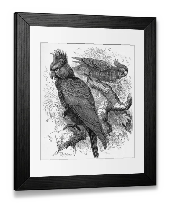 Framed Print : Bird, gang-gang cockatoo (Callocephalon fimbriatum) Framed Print : Bird, gang-gang cockatoo (Callocephalon fimbriatum)