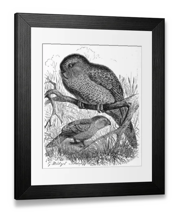 Framed Print : Bird, Kakapo (Strigops habroptila) Framed Print : Bird, Kakapo (Strigops habroptila)