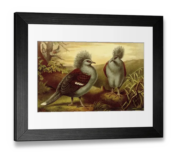 Framed Print : Bird, western crowned pigeon (Goura cristata) Framed Print : Bird, western crowned pigeon (Goura cristata)