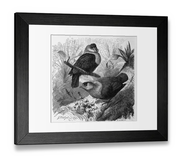 Framed Print : Bird, Paradise Fruit Dove, also called seychelles blue pigeon (Alectroenas pulcherrima)