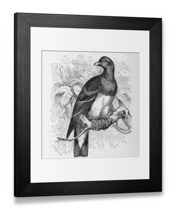 Framed Print : Bird, waalia pigeon, also called parrot pigeon