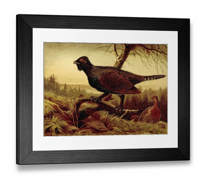 Framed Print : Bird, western capercaillie (Tetrao urogallus) Framed Print : Bird, western capercaillie (Tetrao urogallus)
