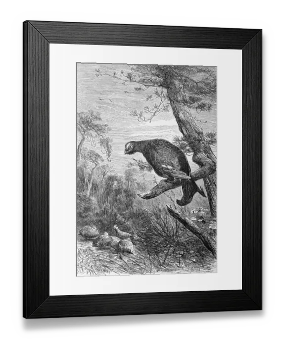 Framed Print : Bird, Black Grouse (Lyrurus tetrix) (Tetrao tetrix)