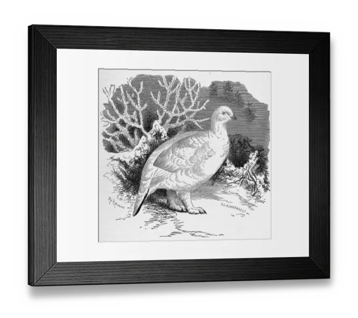 Framed Print : Bird, willow ptarmigan (Lagopus lagopus)