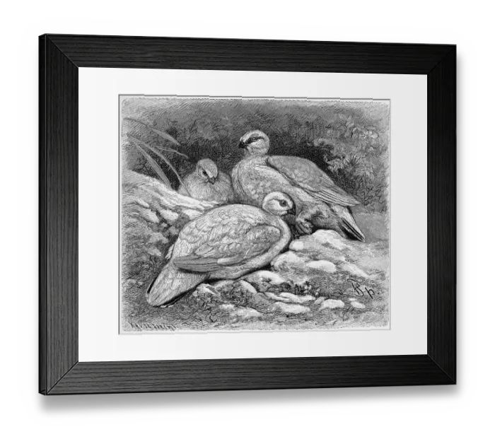 Framed Print : Bird, Rock Ptarmigan (Lagopus muta) Framed Print : Bird, Rock Ptarmigan (Lagopus muta)