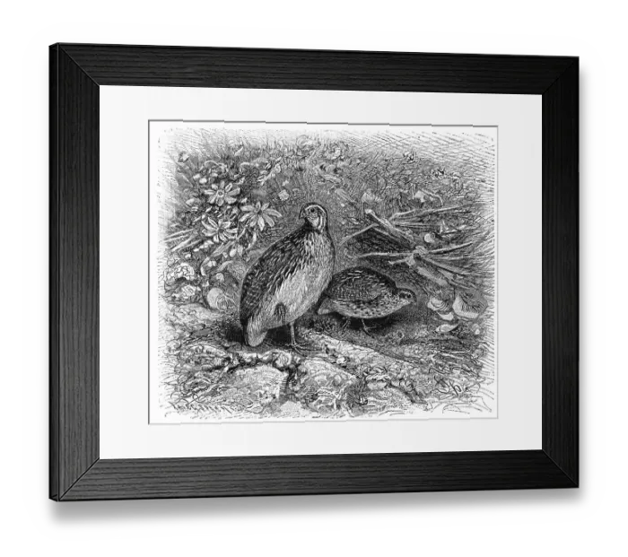 Framed Print : Bird, common quail (Coturnix coturnix) Framed Print : Bird, common quail (Coturnix coturnix)