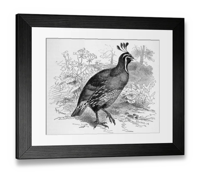 Framed Print : Bird, Crested Quail, also called california quail (Callipepla californica) Framed Print : Bird, Crested Quail, also called california quail (Callipepla californica)