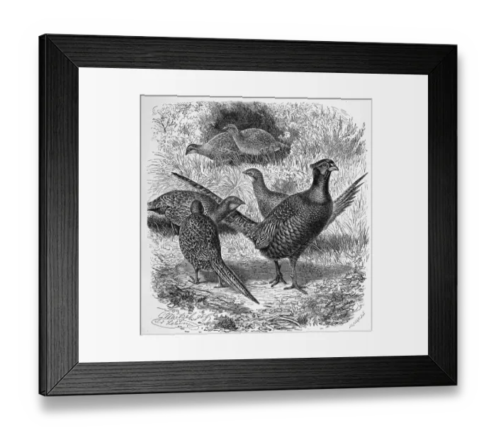 Framed Print : Bird, pheasant, plural pheasants (Phasianus colchicus) or pheasants Framed Print : Bird, pheasant, plural pheasants (Phasianus colchicus) or pheasants