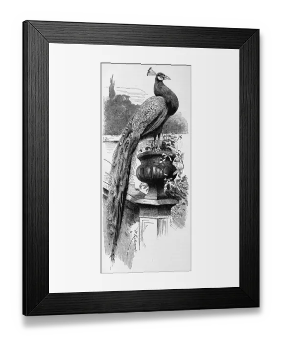 Framed Print : Bird, indian peafowl (Pavo cristatus) Framed Print : Bird, indian peafowl (Pavo cristatus)