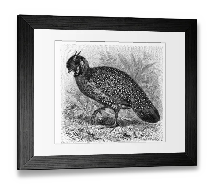 Framed Print : Bird, satyr chicken, Ceratornis satyra