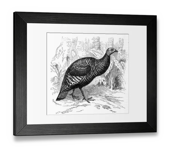 Framed Print : Bird, peacock turkey (Meleagris ocellata) Framed Print : Bird, peacock turkey (Meleagris ocellata)