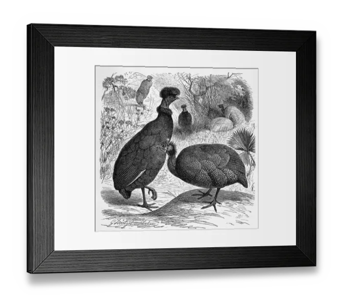 Framed Print : Bird, helmeted guineafowl (Numida meleagris)