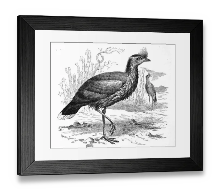 Framed Print : Bird, red leged Seriema, Dicholophus cristatus