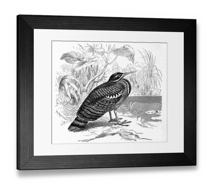 Framed Print : Bird, sunbittern (Eurypyga helias) Framed Print : Bird, sunbittern (Eurypyga helias)