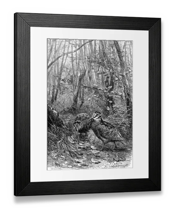 Framed Print : Bird, eurasian woodcock (Scolopax rusticola) Framed Print : Bird, eurasian woodcock (Scolopax rusticola)