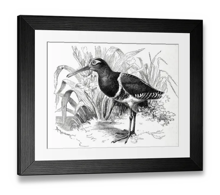 Framed Print : Bird, Golden Rail, Golden Rail Framed Print : Bird, Golden Rail, Golden Rail