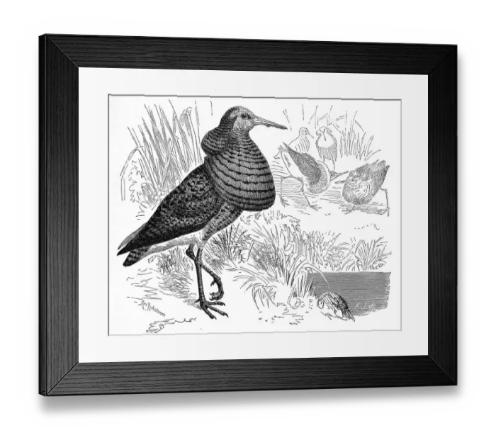 Framed Print : Bird, Ruff (Philomachus pugnax) Syn