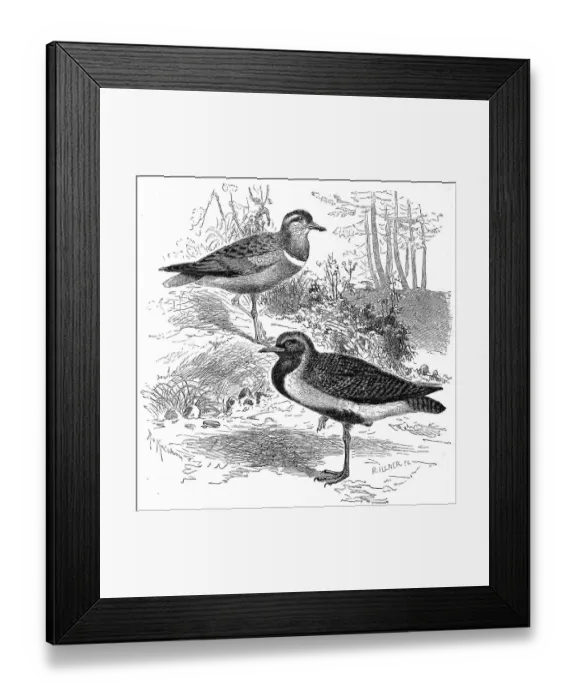 Framed Print : Bird, Mornells Plover (Charadrius morinellus)