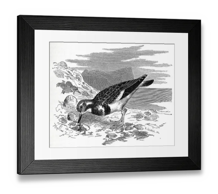 Framed Print : Bird, ruddy turnstone (Arenaria interpres)