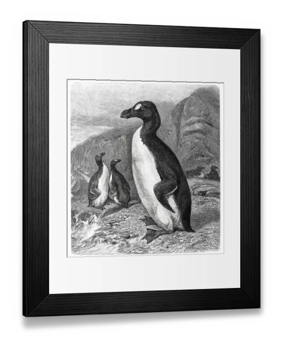 Framed Print : Bird (Pinguinus (Alca impennis) impennis) Giant Auk