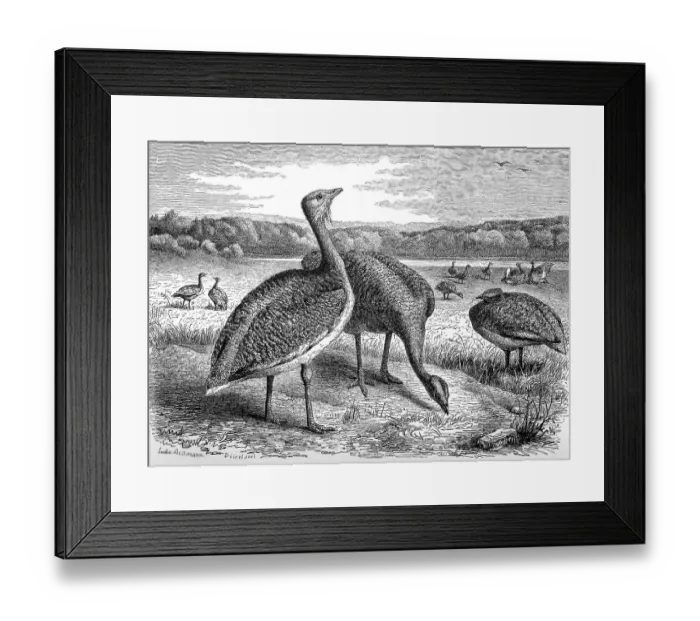 Framed Print : Bird, Great Bustard (Otis tarda) Framed Print : Bird, Great Bustard (Otis tarda)