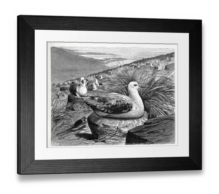 Framed Print : Bird, Wandering Albatross (Diomedea exulans)
