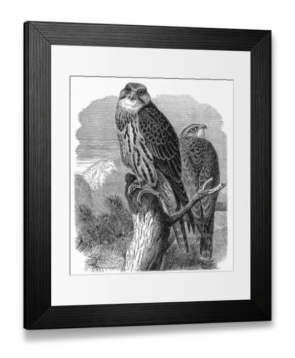 Framed Print : Bird, Saker falcon, Falko cherrug