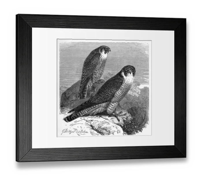 Framed Print : Bird, Peregrine falcon (Falco peregrinus) Framed Print : Bird, Peregrine falcon (Falco peregrinus)