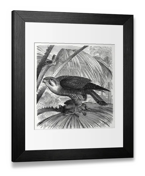 Framed Print : Bird, red-necked falcon (Falco chicquera)