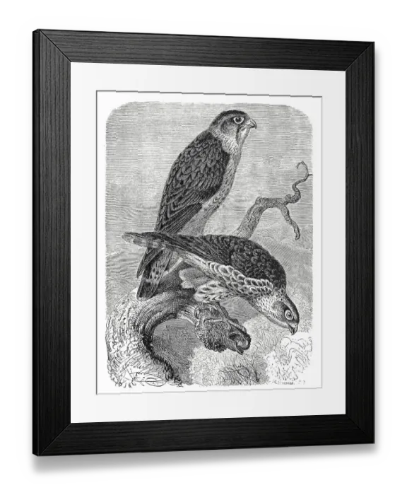 Framed Print : Bird, Merlin (Falco columbarius) Framed Print : Bird, Merlin (Falco columbarius)