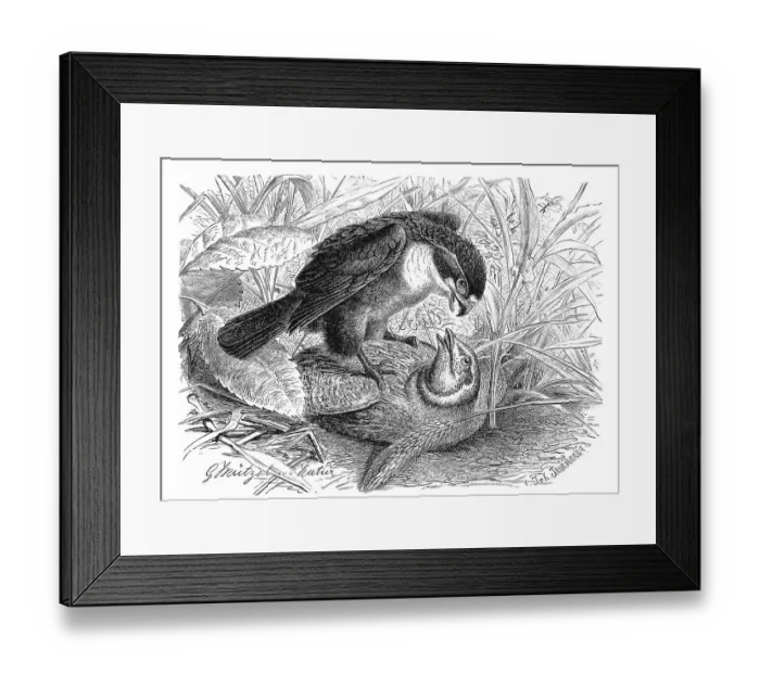 Framed Print : Bird, Muti, Hierax coerulescens Framed Print : Bird, Muti, Hierax coerulescens
