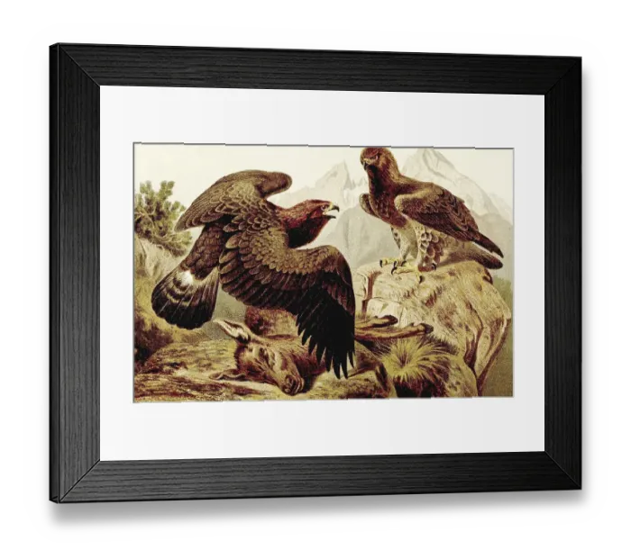 Framed Print : Bird, Golden eagle (Aquila chrysaetos) with prey