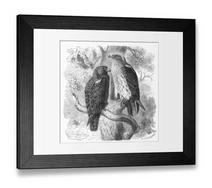 Framed Print : Bird, Booted Eagle (Hieraaetus pennatus) (Aquila)