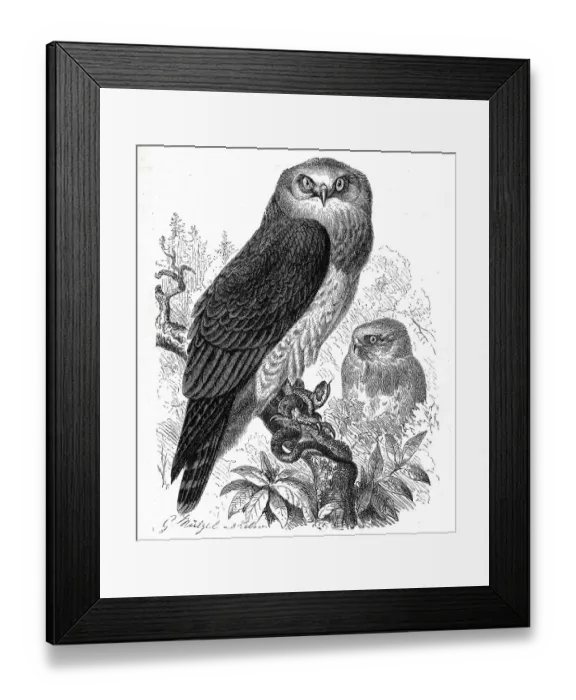 Framed Print : Bird, Serpentine Hawk (Circaetus) spectabilis