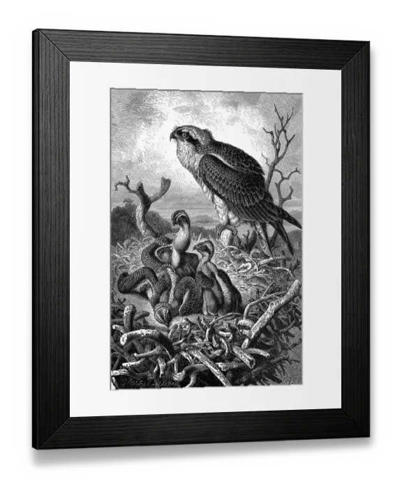 Framed Print : Bird, Osprey, Pandion haliaetus