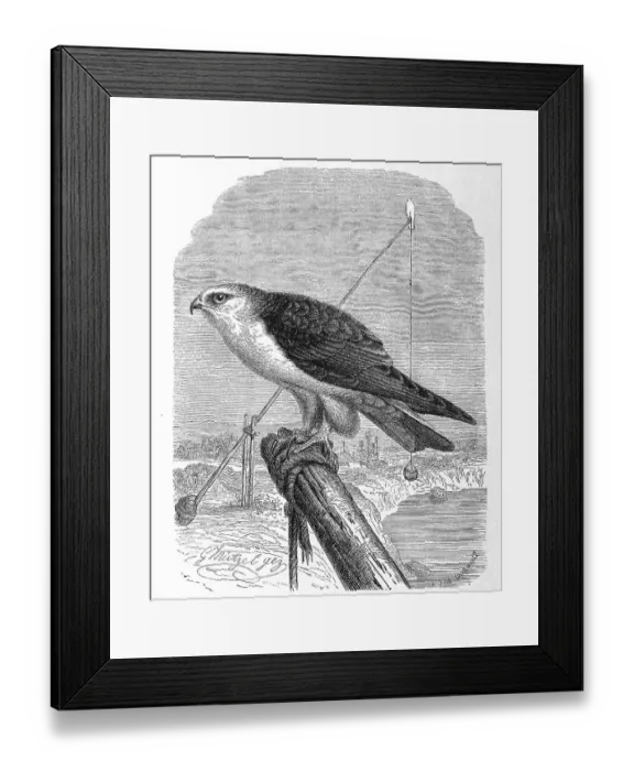 Framed Print : Bird, black-winged kite (Elanus caeruleus) Framed Print : Bird, black-winged kite (Elanus caeruleus)