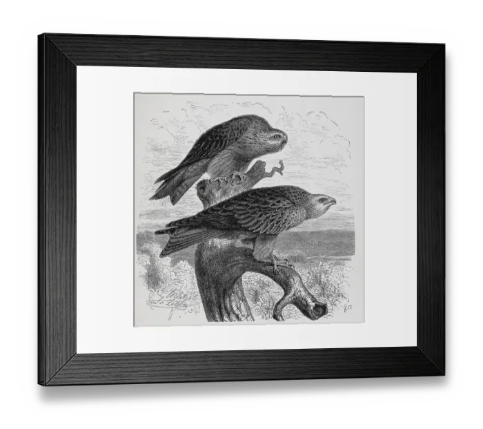 Framed Print : Bird, Black Kite (Milvus migrans) or Black Kite Framed Print : Bird, Black Kite (Milvus migrans) or Black Kite