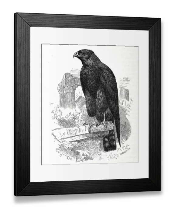 Framed Print : Bird, Black Kite (Milvus migrans) or Black Kite Framed Print : Bird, Black Kite (Milvus migrans) or Black Kite