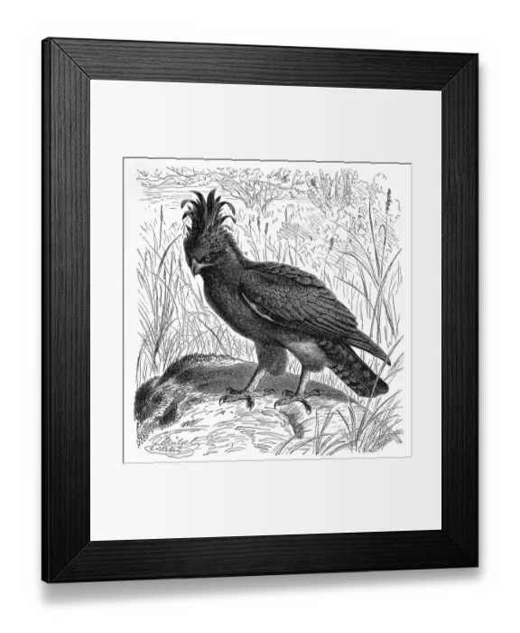 Framed Print : Bird, long-crested eagle (Lophaetus occipitalis)