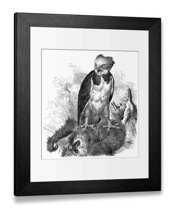 Framed Print : Bird, american harpy eagle (Harpia harpyja)