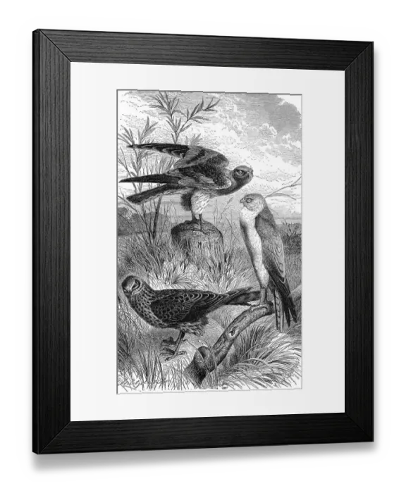 Framed Print : Bird, 1. hen harrier (Circus cyaneus) (Circus pygargus)