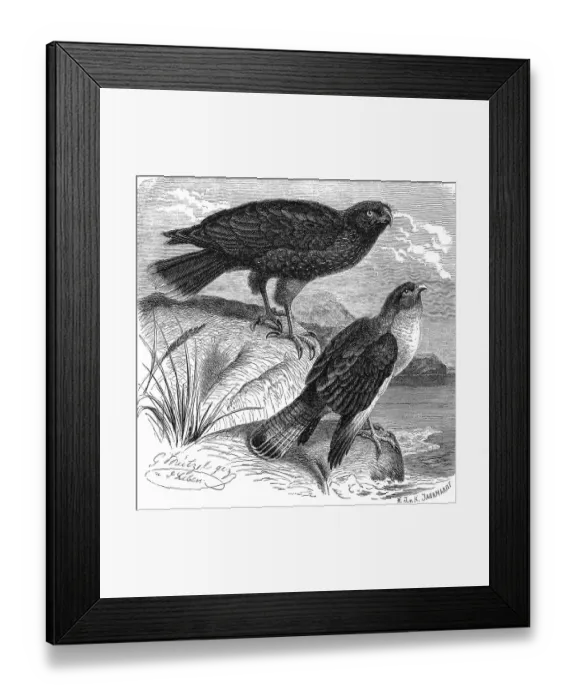 Framed Print : Bird, Falkland Chimango, Vulture Buzzard Framed Print : Bird, Falkland Chimango, Vulture Buzzard