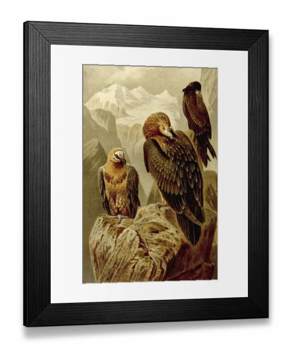 Framed Print : Bird, bearded vulture (Gypaetus barbatus)