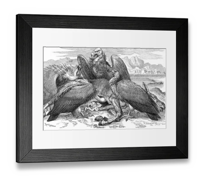 Framed Print : Bird, White-backed Vulture (Gyps africanus)