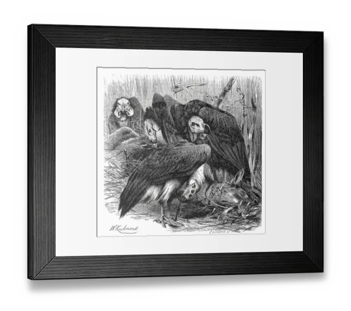 Framed Print : Bird, red-headed vulture (Sarcogyps calvus) or Lappet Vulture