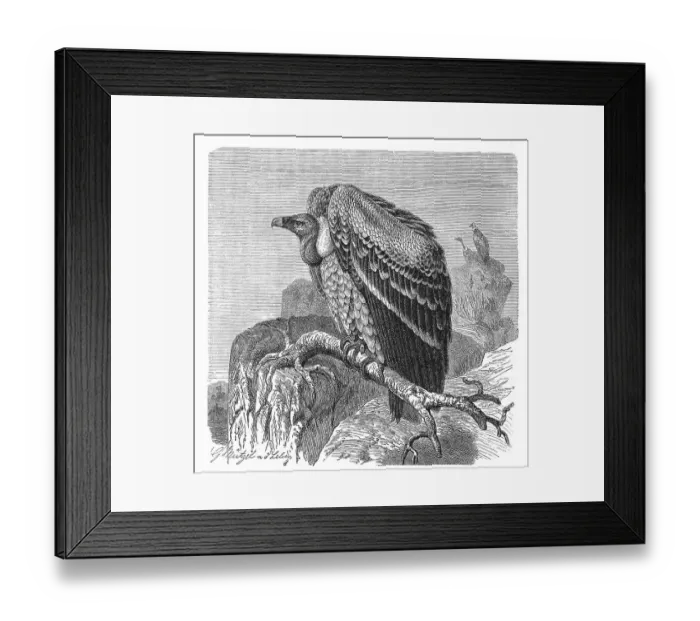 Framed Print : Bird, Sparrowhawk, Gyps rueppelli Framed Print : Bird, Sparrowhawk, Gyps rueppelli
