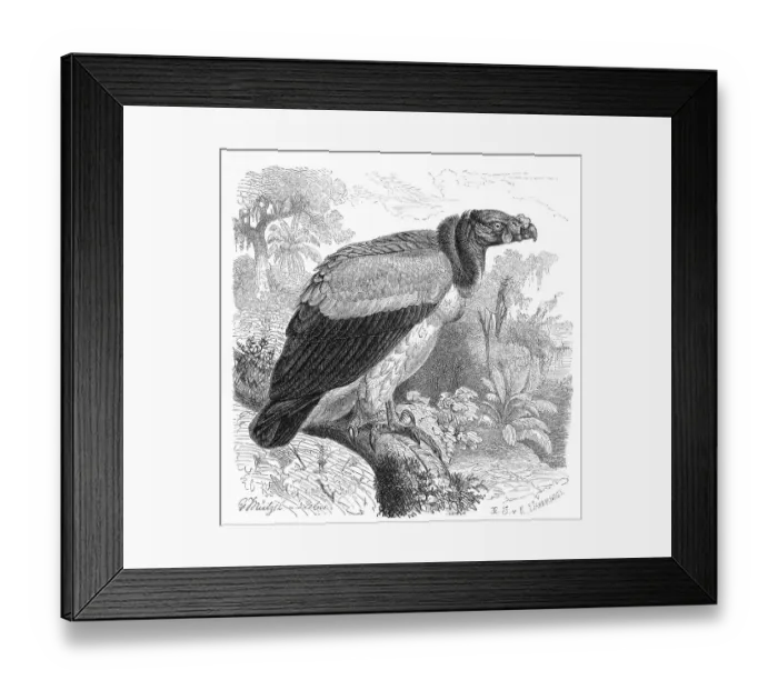 Framed Print : Bird, King Vulture (Sarcoramphus papa) Framed Print : Bird, King Vulture (Sarcoramphus papa)