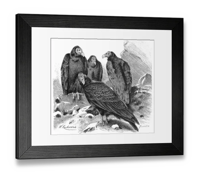 Framed Print : Bird, Turkey Vulture (Cathartes aura)